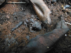 Rhinophrynus dorsalis