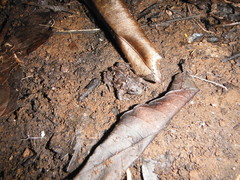 Rhinophrynus dorsalis