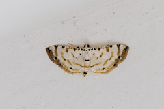 Pycnarmon