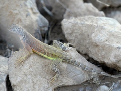 Cophosaurus texanus scitulus