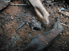 Rhinophrynus dorsalis