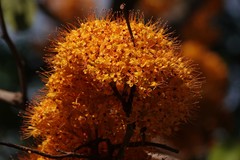 Saraca thaipingensis