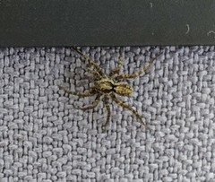 Lycosidae