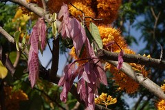 Saraca thaipingensis