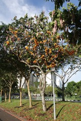 Saraca thaipingensis