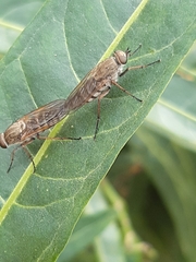 Anabarhynchus plumbeoides