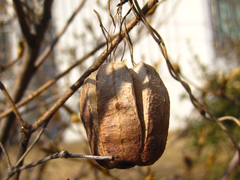 Aristolochia contorta