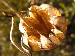 Aristolochia contorta