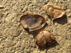 Aristolochia contorta