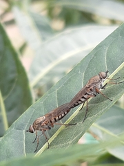 Anabarhynchus plumbeoides