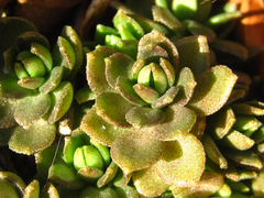Sedum sarmentosum