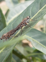 Anabarhynchus plumbeoides