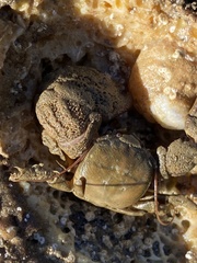 Pachycheles pubescens