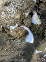 Pachycheles pubescens