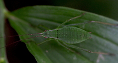 Isophya pienensis