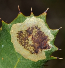 Phyllonorycter belotella