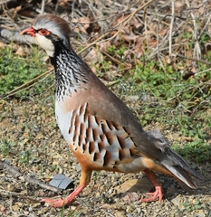 Alectoris rufa intercedens