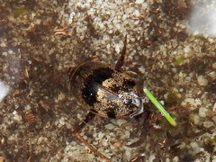 Rhantaticus congestus