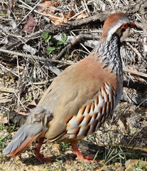 Alectoris rufa intercedens