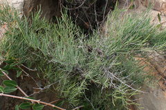 Asparagus transvaalensis