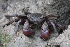 Episesarma chentongense