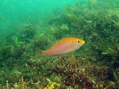 Lethrinus nebulosus