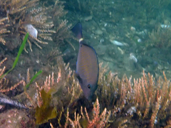 Prionurus maculatus