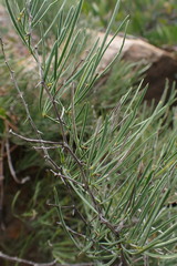 Asparagus transvaalensis