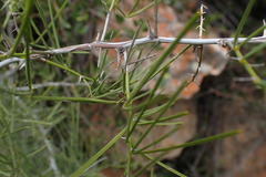 Asparagus transvaalensis