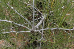 Asparagus transvaalensis