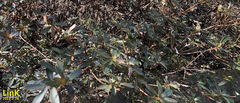 Rhododendron lapponicum