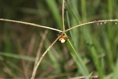 Photurinae