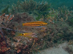 Petroscirtes fallax