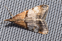 Antiscopa epicomia