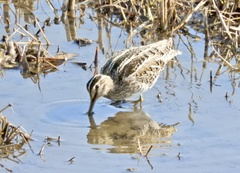 Gallinago gallinago