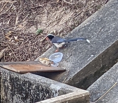 Urocissa erythroryncha