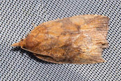 Planotortrix excessana