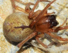 Cheiracanthium striolatum