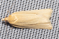 Clepsis leucaniana