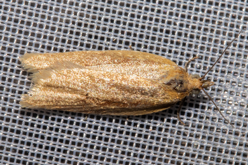 Yellow Field Bell Moth from Haast, New Zealand on February 8, 2022 at ...