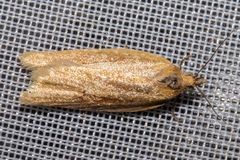Clepsis leucaniana