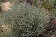 Oocephala staehelinoides