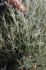 Oocephala staehelinoides