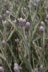 Oocephala staehelinoides