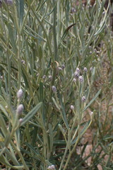 Oocephala staehelinoides