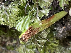 Notogrammitis patagonica