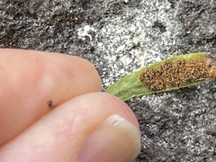 Notogrammitis patagonica