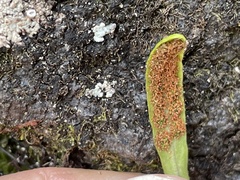 Notogrammitis patagonica