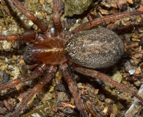 Lycosoides coarctata