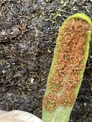 Notogrammitis patagonica